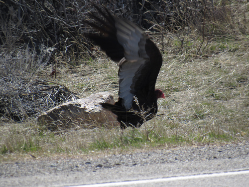 Turkey Vulture photographed in Idaho