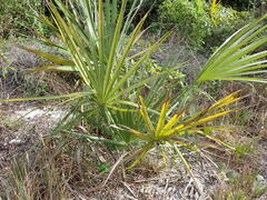 Sabal palmetto
