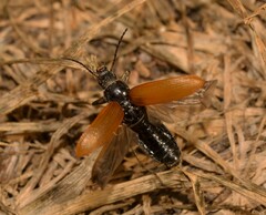 Megischia curvipes