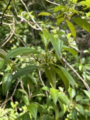Miconia portoricensis