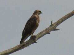 Buteo buteo vulpinus