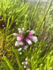 Erica perspicua