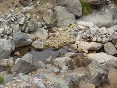 Cinclus leucocephalus