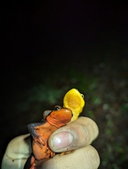 Taricha rivularis