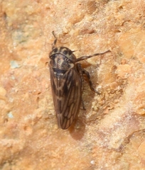 Euscelis variegatus