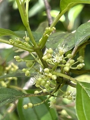 Miconia portoricensis
