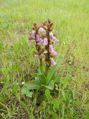 Anacamptis collina