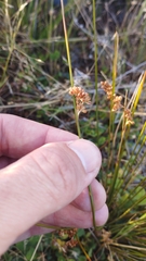 Juncus distegus