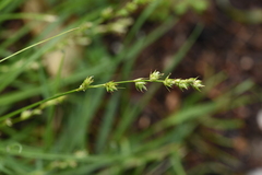 Carex divulsa
