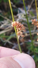 Juncus distegus