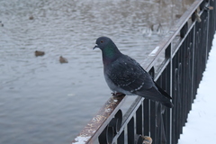 Columba livia domestica