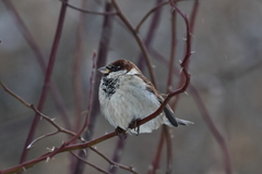 Passer domesticus