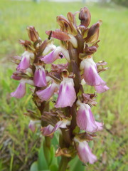 Anacamptis collina