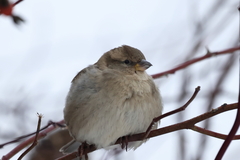 Passer domesticus