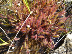 Drosera linearis
