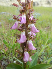 Anacamptis collina
