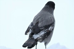 Corvus cornix