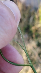 Juncus distegus