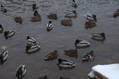 Anas platyrhynchos