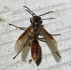 Apoica