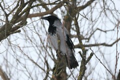 Corvus cornix