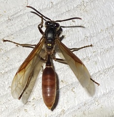 Apoica