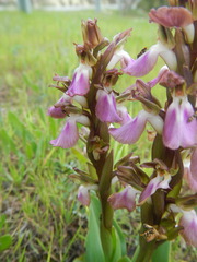 Anacamptis collina