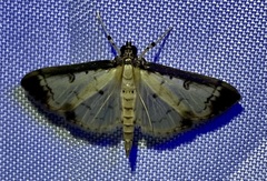 Eulepte