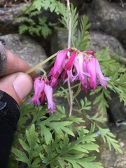 Dicentra eximia