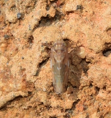 Euscelis variegatus