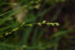Carex divulsa