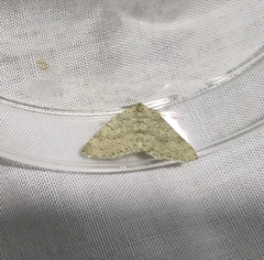 Colostygia multistrigaria