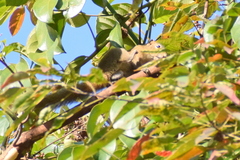 Callosciurus pygerythrus