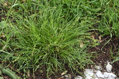 Carex divulsa
