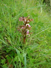 Anacamptis collina