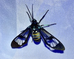 Gymnelia