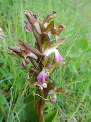 Anacamptis collina