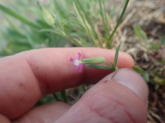 Silene conica
