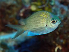 Chromis alpha