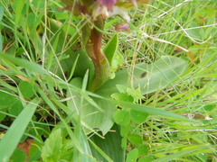 Anacamptis collina