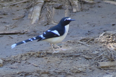 Enicurus schistaceus