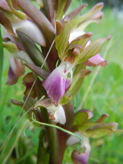 Anacamptis collina
