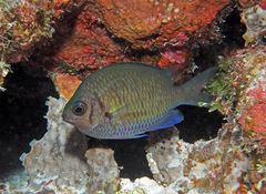 Chromis alpha