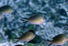 Chromis ternatensis