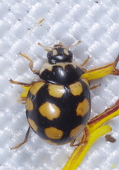 Coccinula quatuordecimpustulata