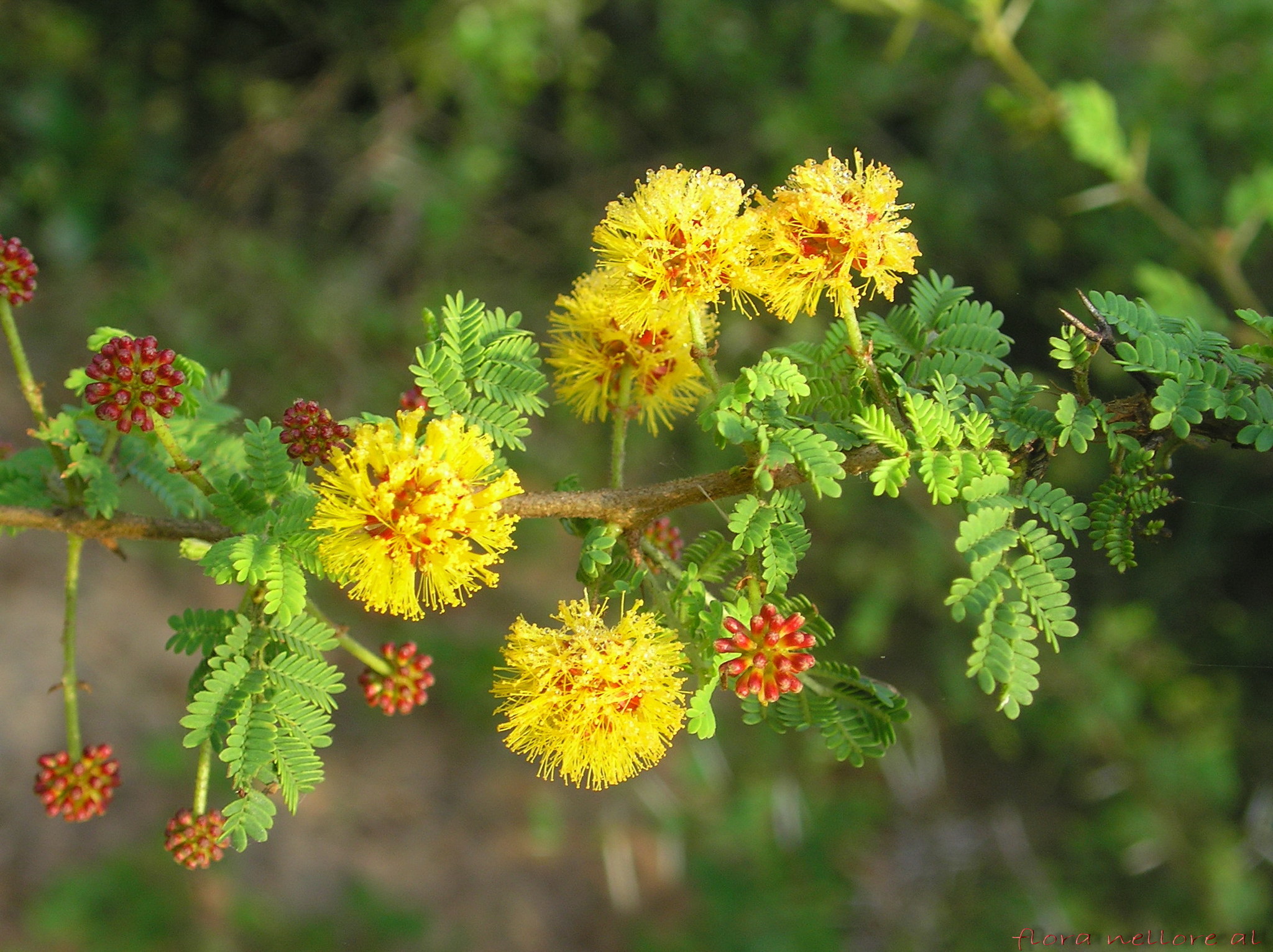 Vachellia eburnea