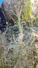 Epilobium hirtigerum