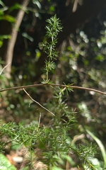 Asparagus acutifolius