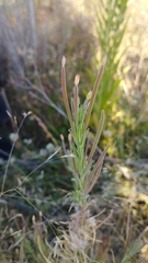 Epilobium hirtigerum