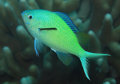 Chromis viridis